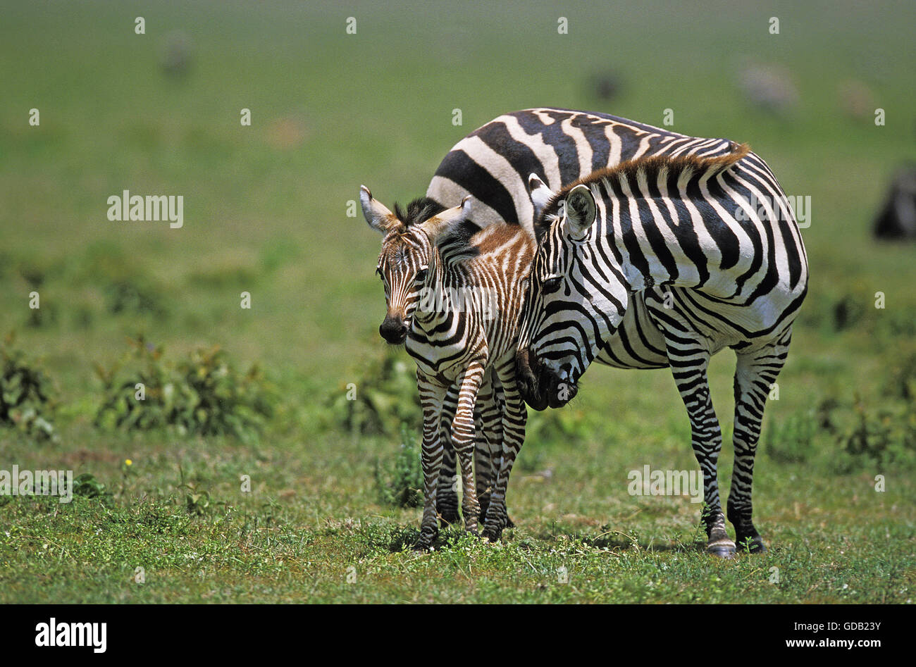 Burchell's Zebra, equus burchelli, Mother with Fowl, Kenya Stock Photo