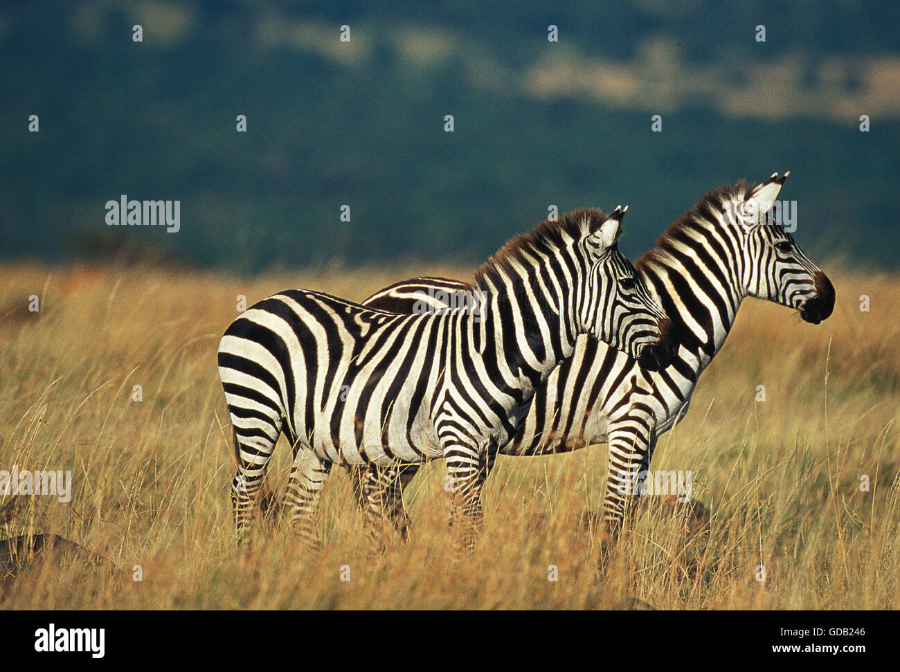 Burchell's Zebra, equus burchelli, Adults in Savanna, Kenya Stock Photo