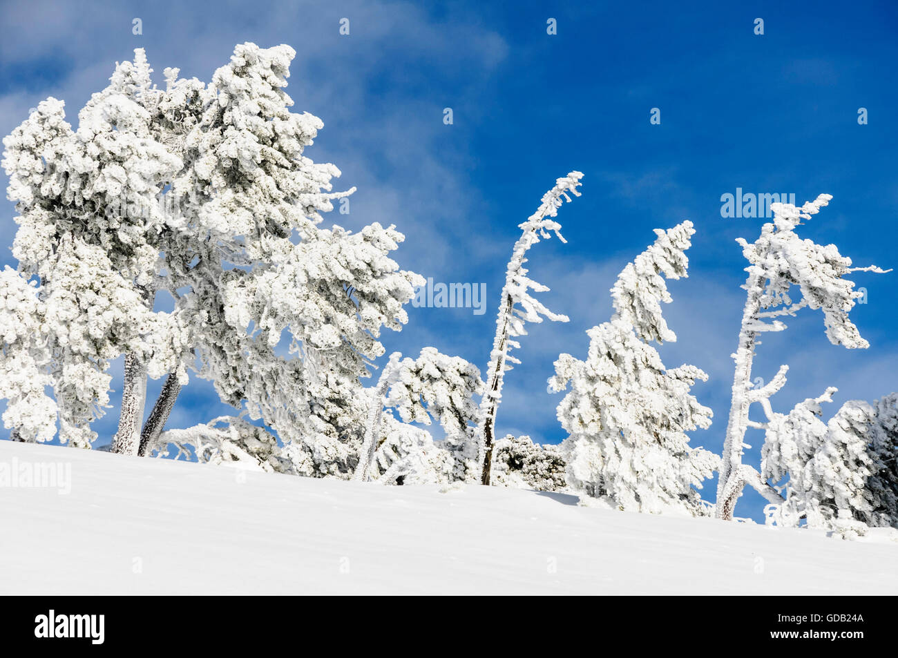 Mountain pines (Pinus mugo subsp. uncinata) covered with frost on the mountain Niederhorn near the village Beatenberg in the Ber Stock Photo