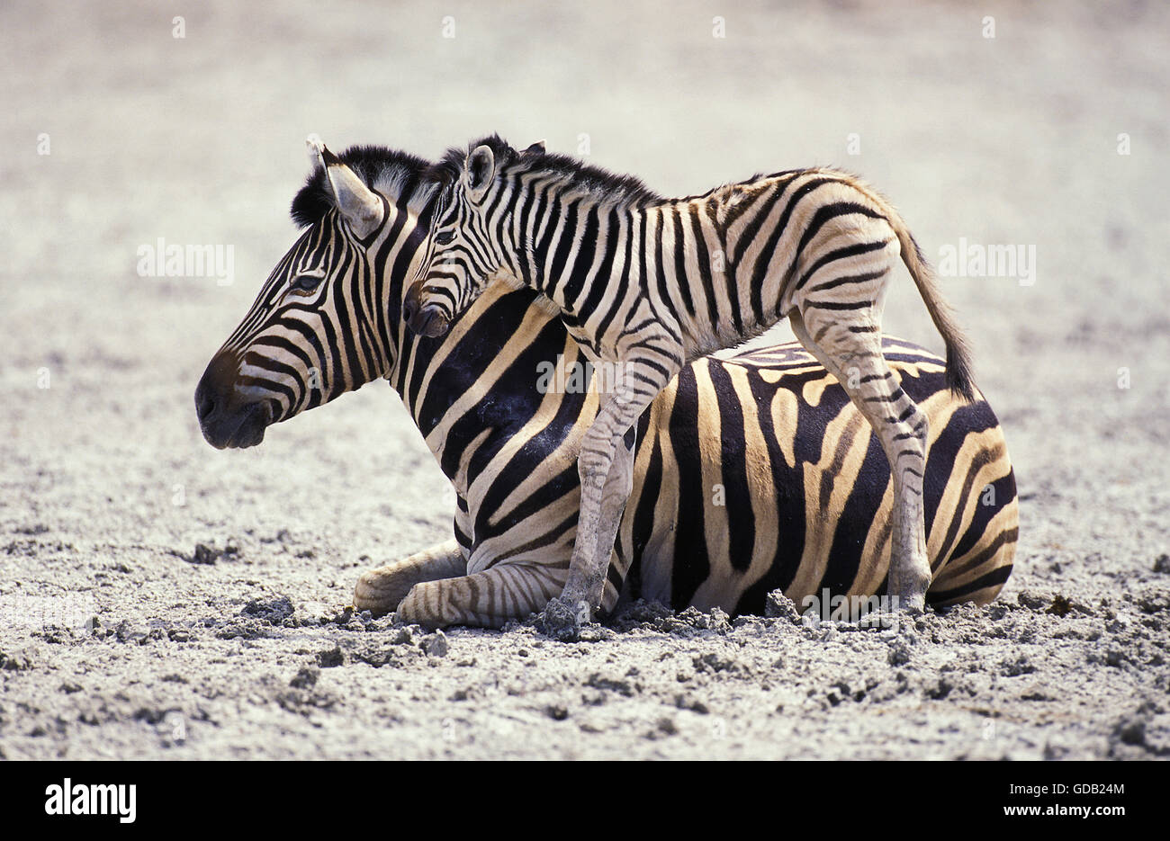 Burchell's Zebra, equus burchelli, Mare with Foal, Serengeti Park in Tanzania Stock Photo