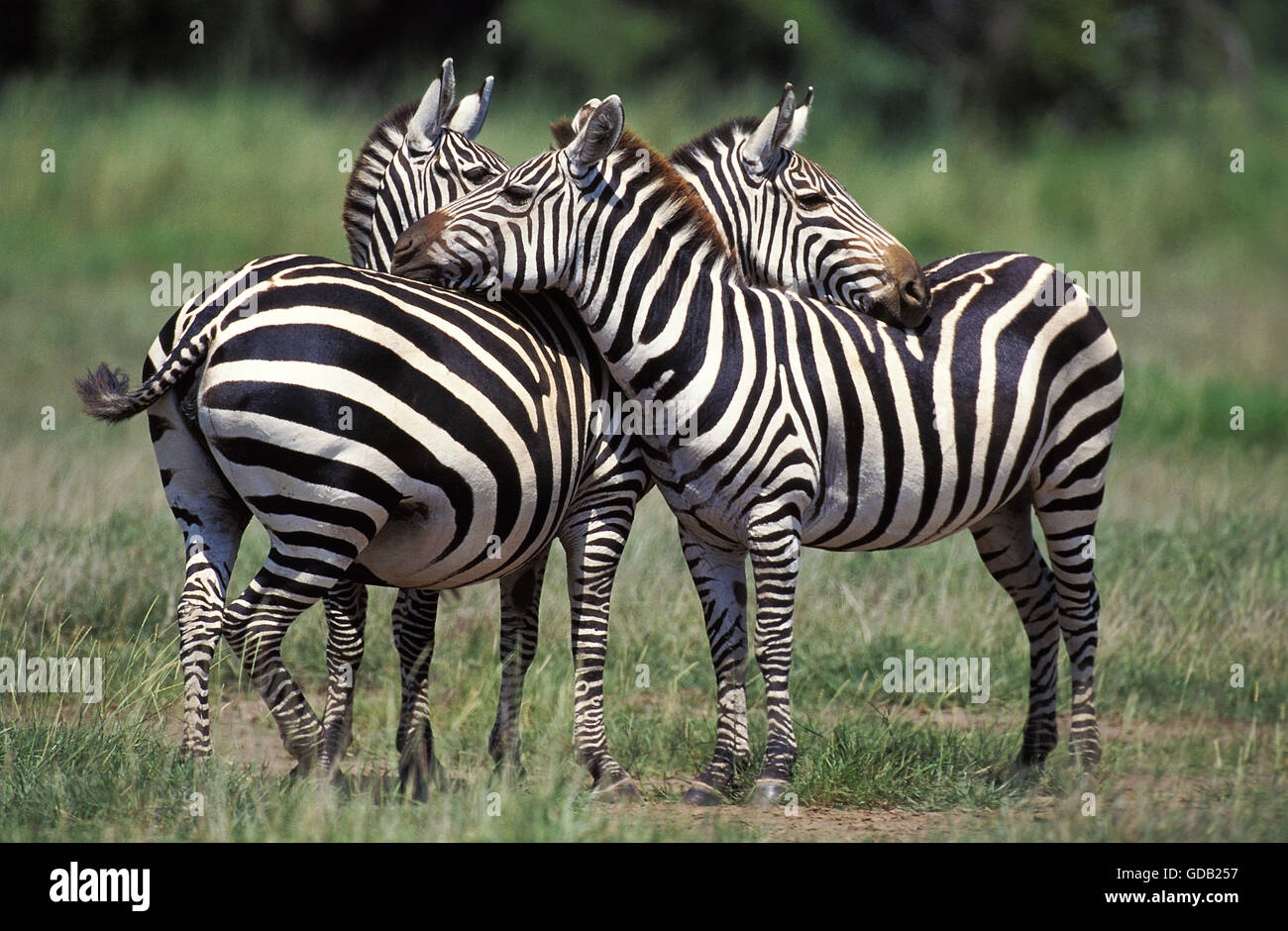 Grant's Zebra, equus burchelli boehmi, Adults Grooming, Kenya Stock Photo