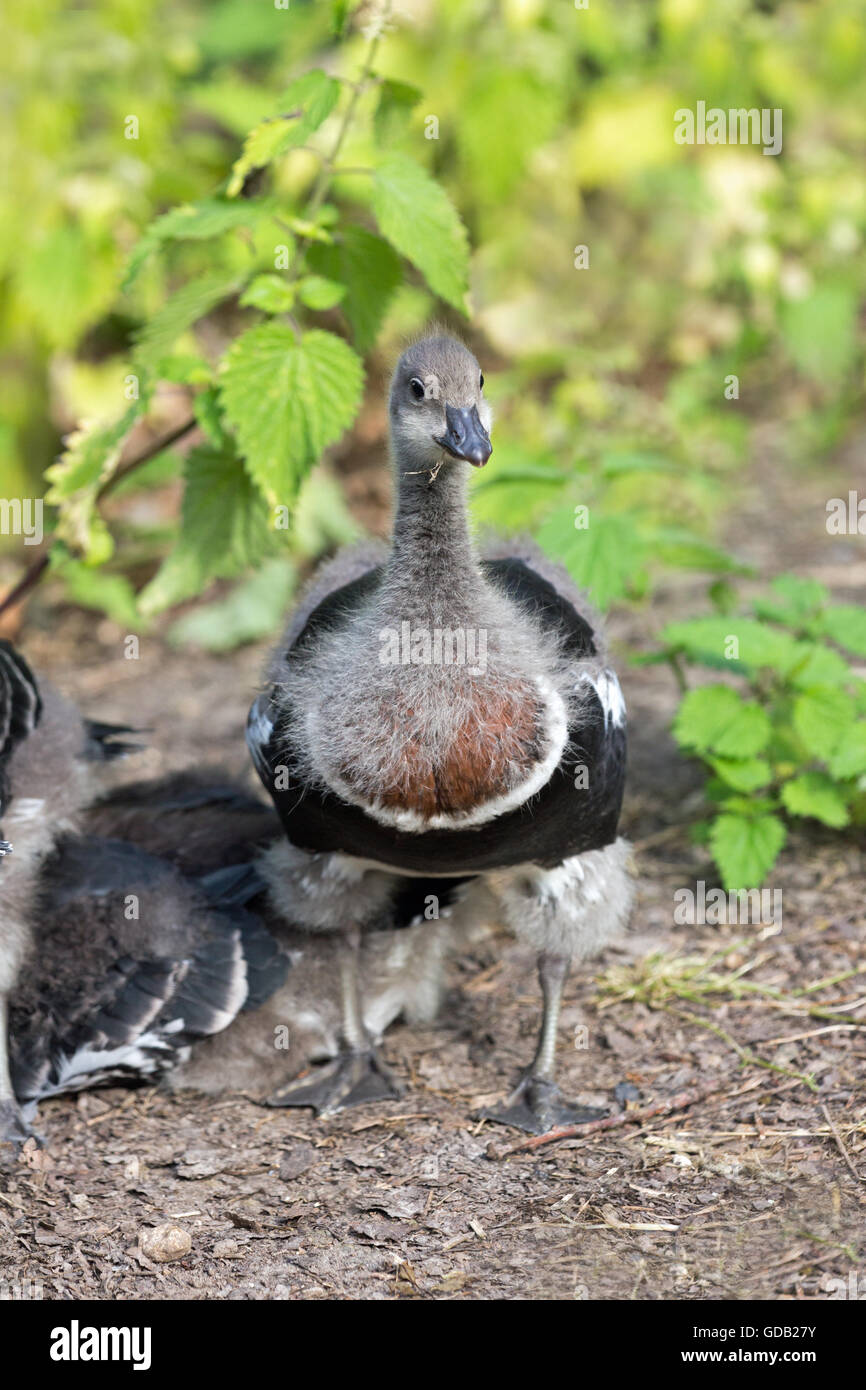 Red-breasted Goose (Branta ruficollis). Thirty days old gosling. Being parent reared in private waterfowl collection. England. Stock Photo
