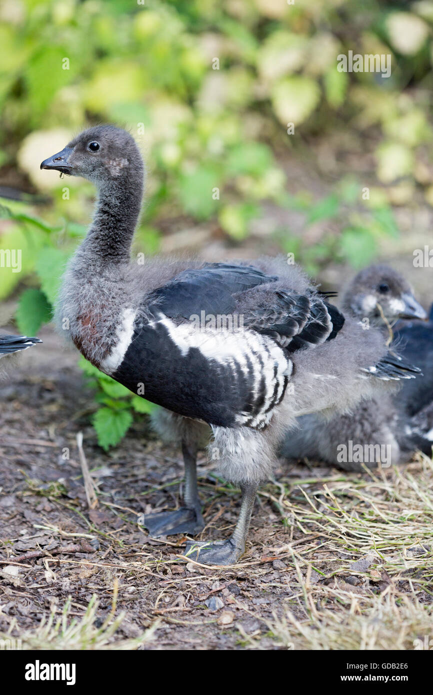 Red-breasted Goose (Branta ruficollis). One of a brood of  six, 30 days old goslings being parent reared in a private waterfowl Stock Photo