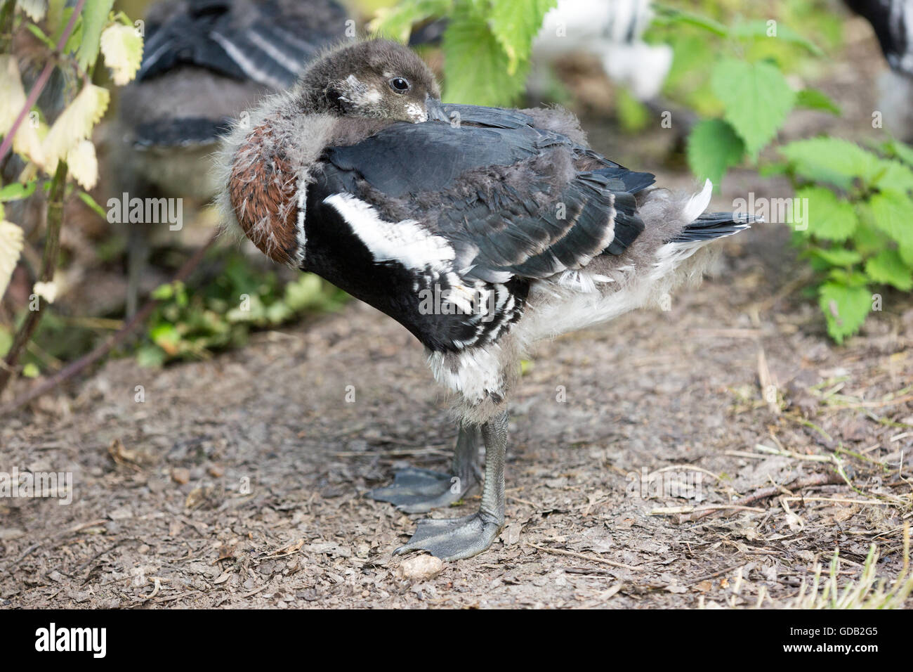 Red-breasted Goose (Branta ruficollis). Thirty day old gosling. Resting by placing head and neck over shoulder and back. Stock Photo