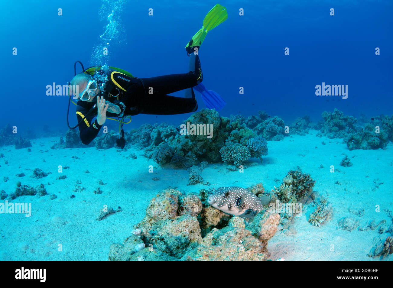 Male scuba diver with a White-spotted puffer (Arothron hispidus), Shark Yolanda reef, Ras Mohammed national park, Sinai Stock Photo