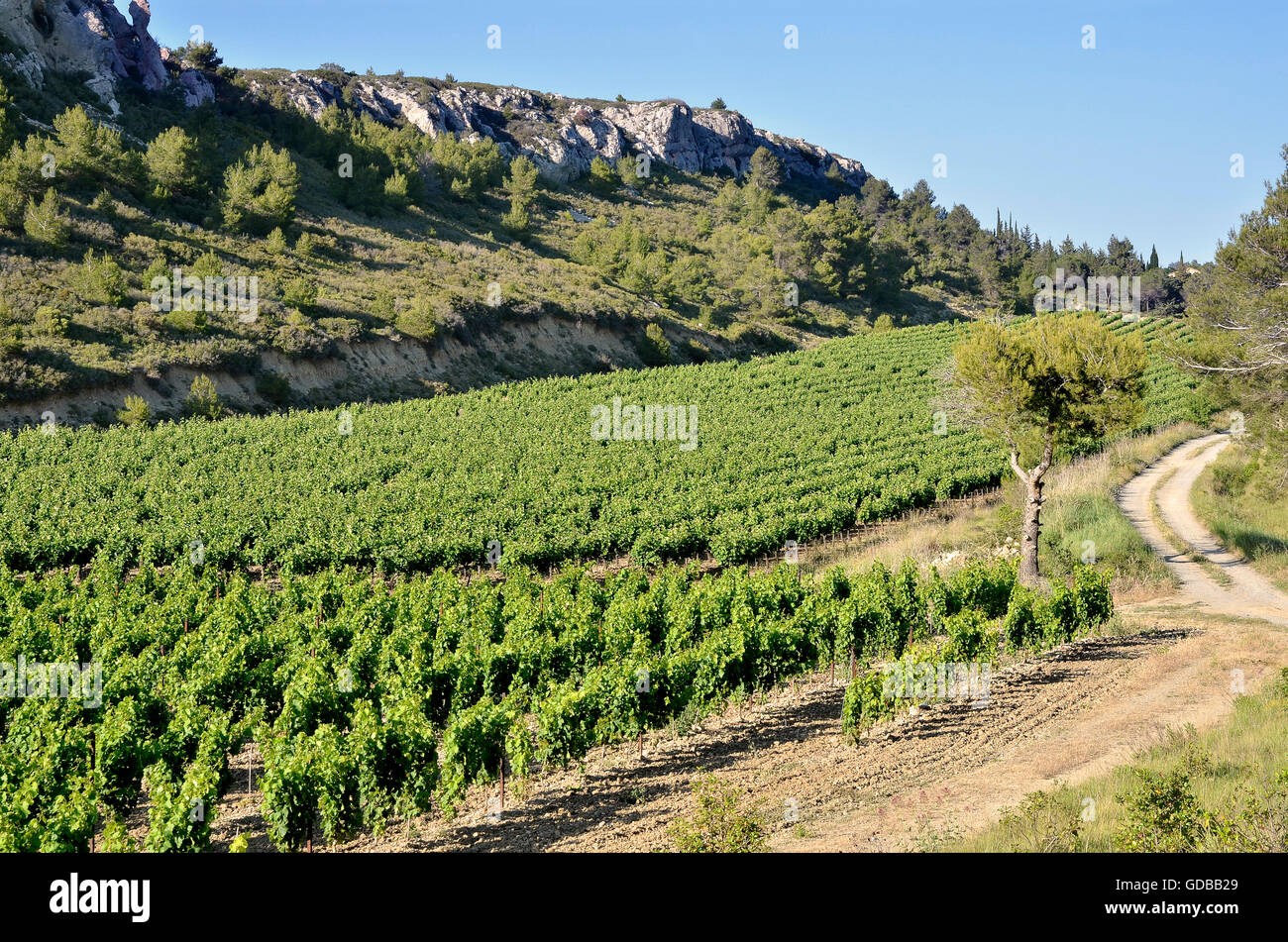 Vine in the scrubland near of Narbonne in southern France in the Languedoc-Roussillon region Stock Photo