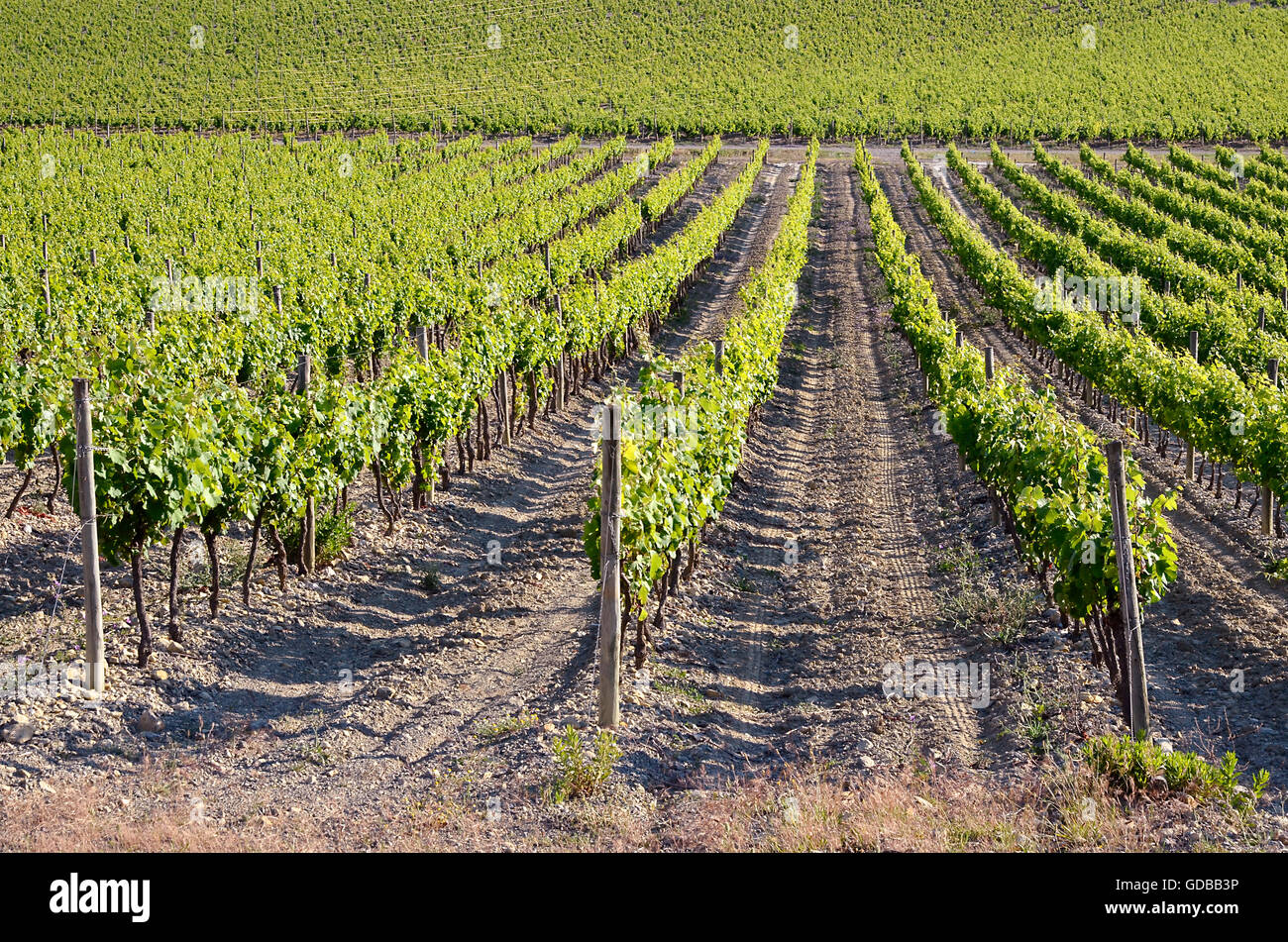 Vine near of Narbonne in southern France in the Languedoc-Roussillon region Stock Photo