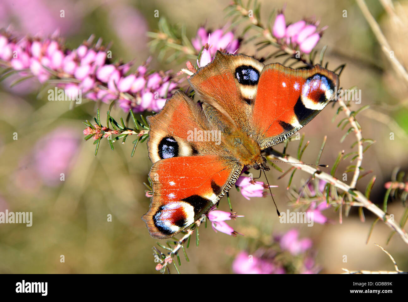 European Peacock butterfly (Inachis io) eating on heather flower seen from above Stock Photo