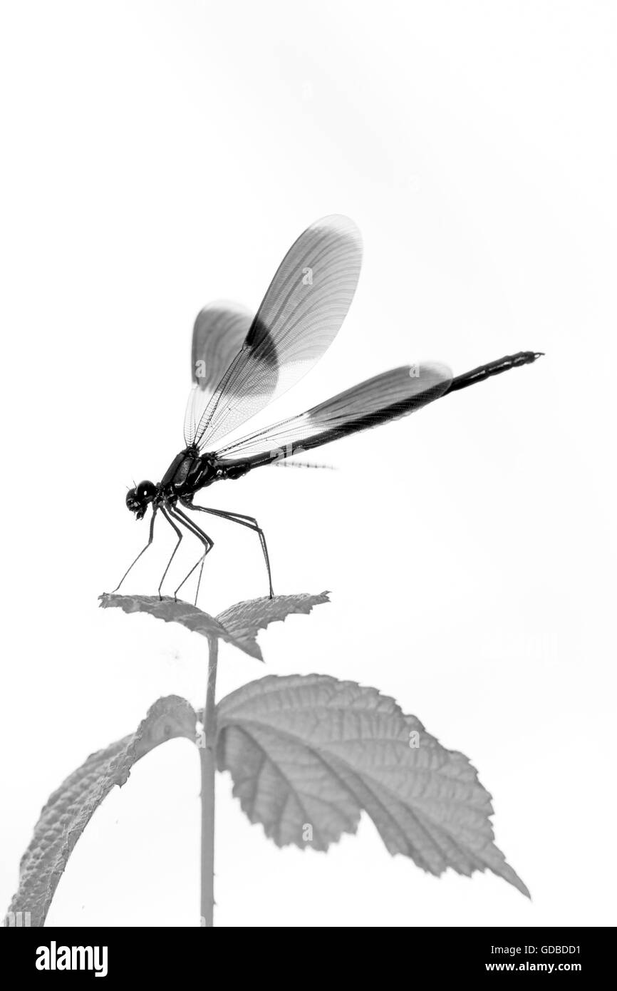 Dragonfly insect Black and White Stock Photos & Images Alamy