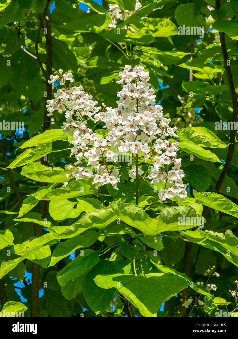 Catalpa / Catalpa bignonioides - Indian Bean Tree blossom - France. Stock Photo