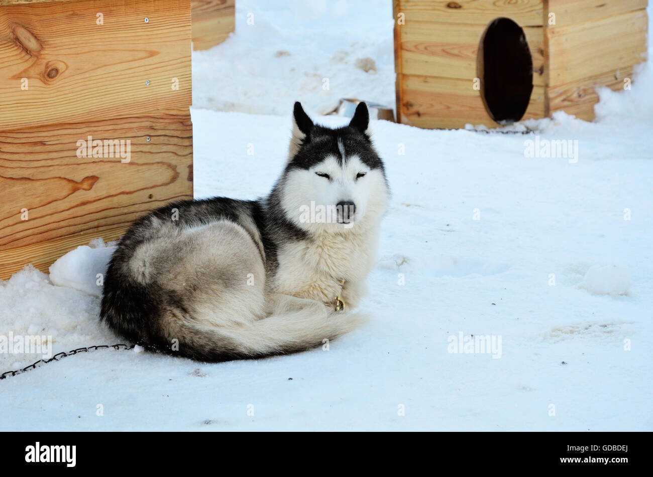 A sled dog Stock Photo
