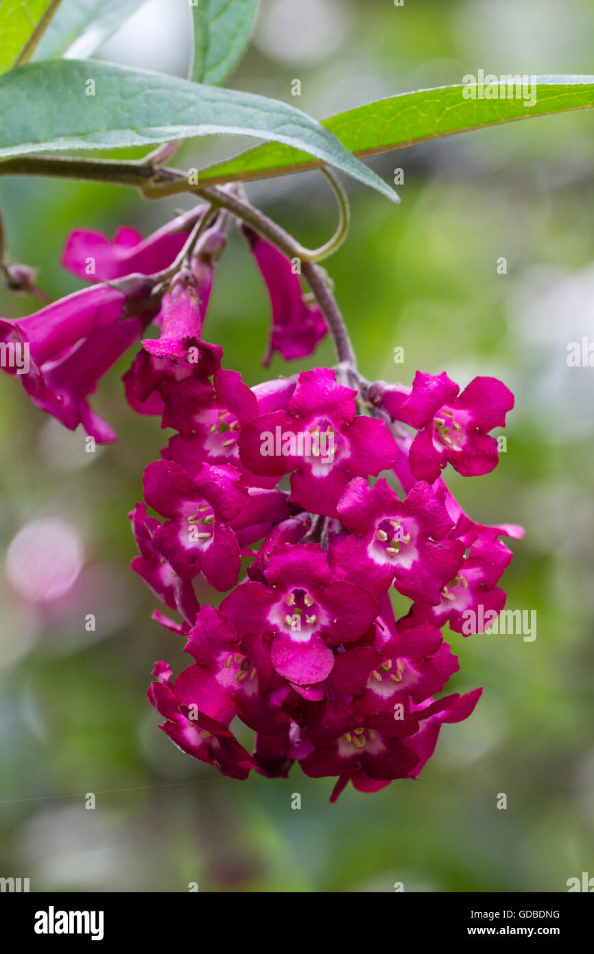 Dangling flowers of the hardy (when mature) large shrub or small tree Buddleja colvilei 'Kewensis' Stock Photo
