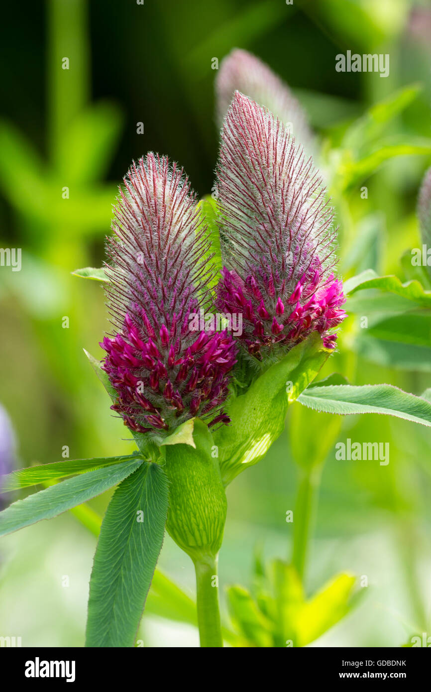 Summer flowers of the ornamental clover, Trifolium rubens Stock Photo