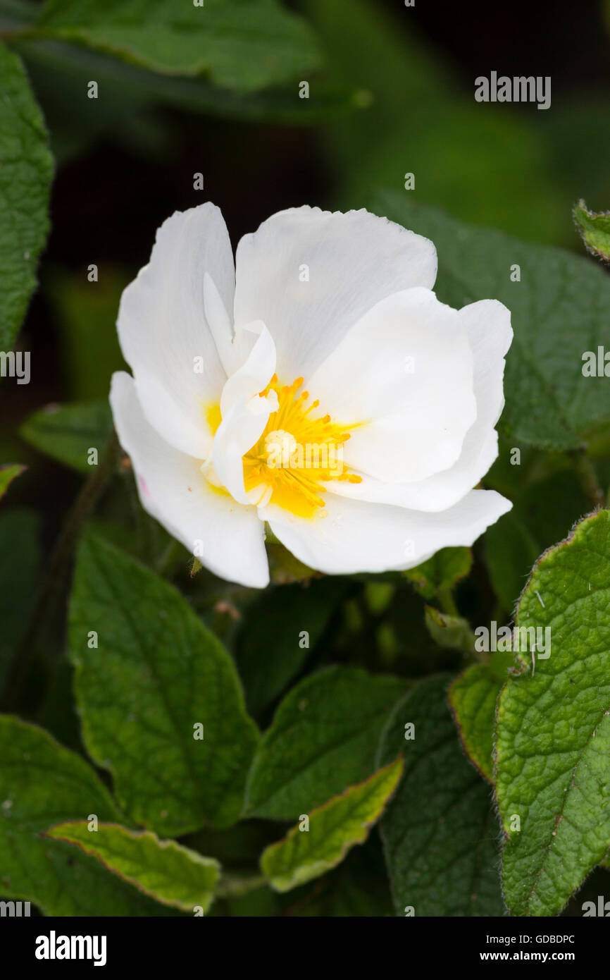Single flower of the hybrid white rock rose, Cistus x corbariensis Stock Photo