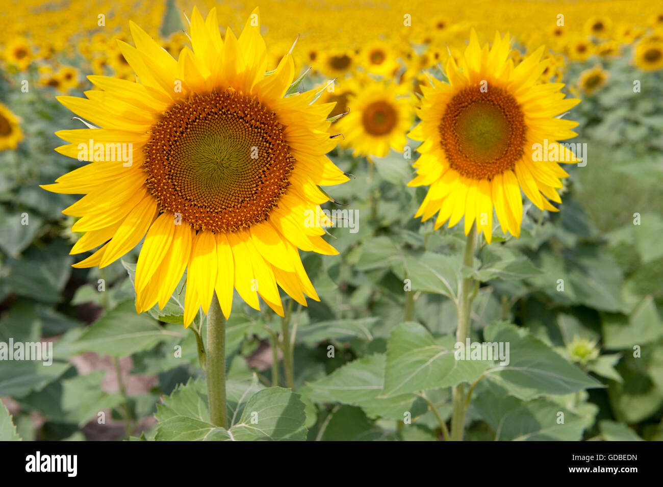 Sunflowers ( Helianthus annuus) in bloom in Summer, Istanbul,Turkey Stock Photo
