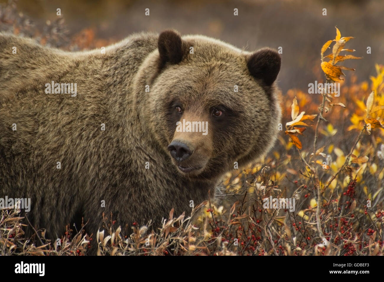 Grizzly bear Ursus arctos) sow Denali Nat'l Park, Alaska Stock Photo
