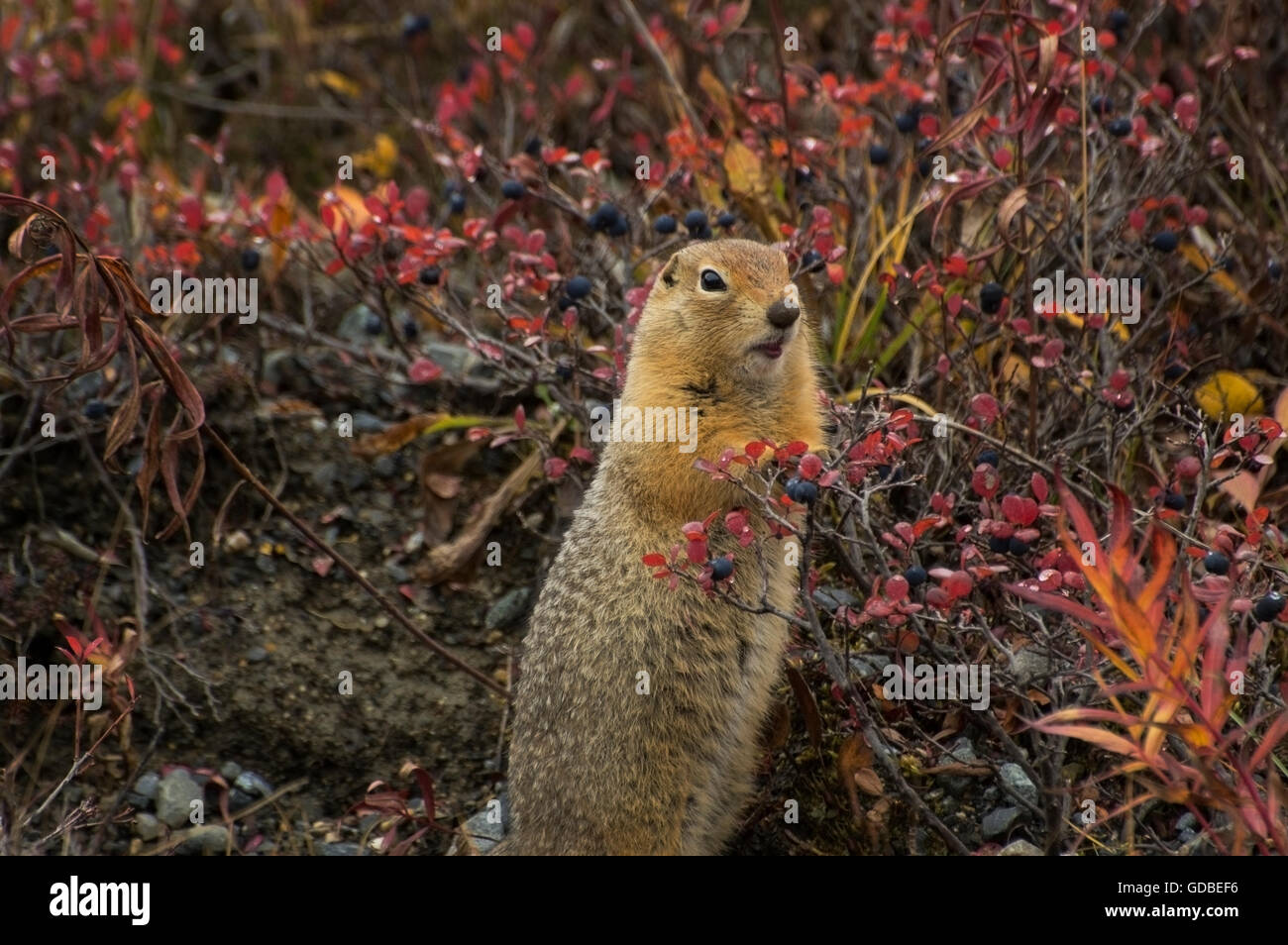 An Arctic Ground Squirrel ((Spermophilus parryii) feeding on fall's bounty of Blue berries