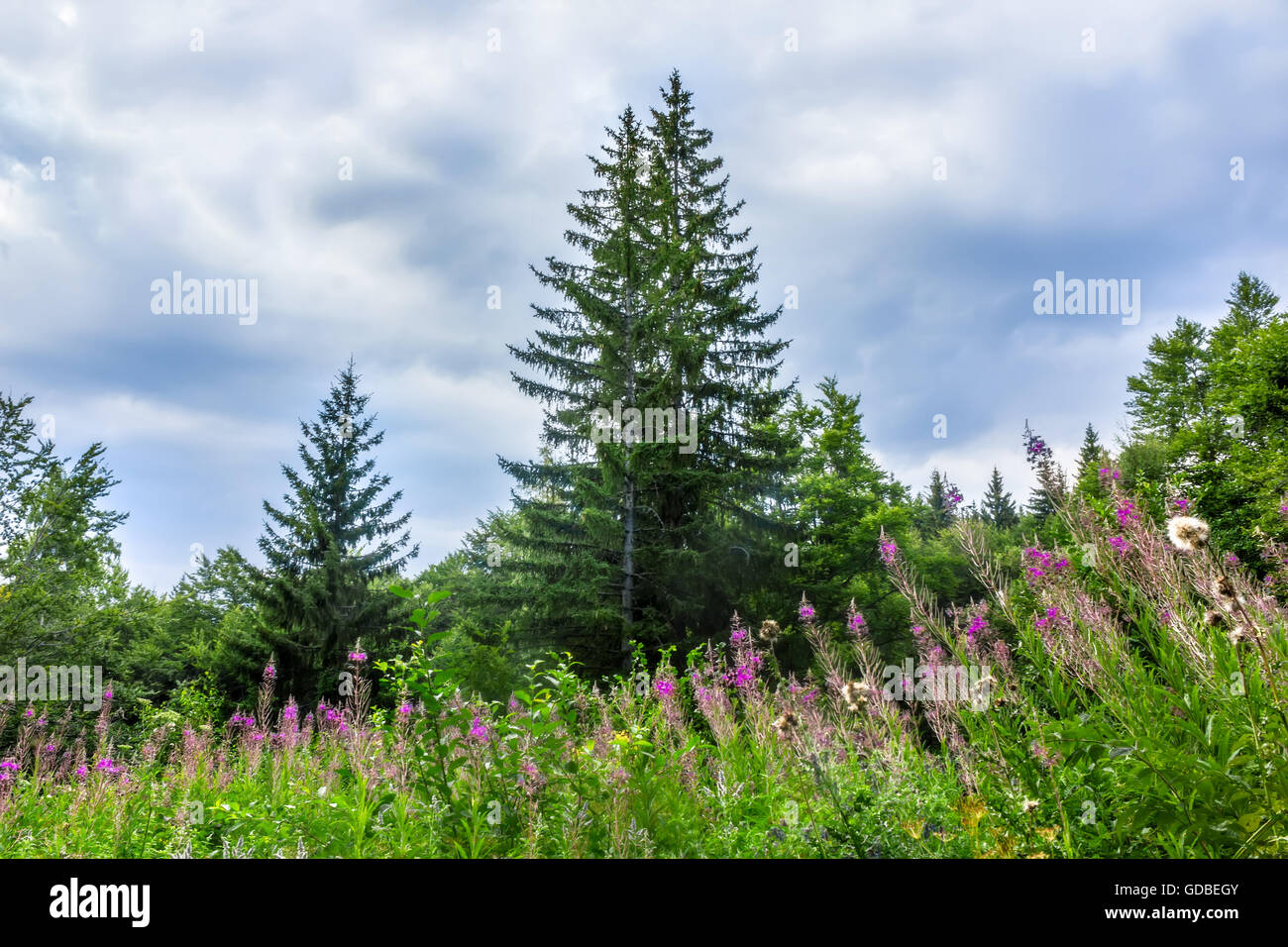 Landscape with spruce and glade with blooming fireweed in the mountain. Stock Photo