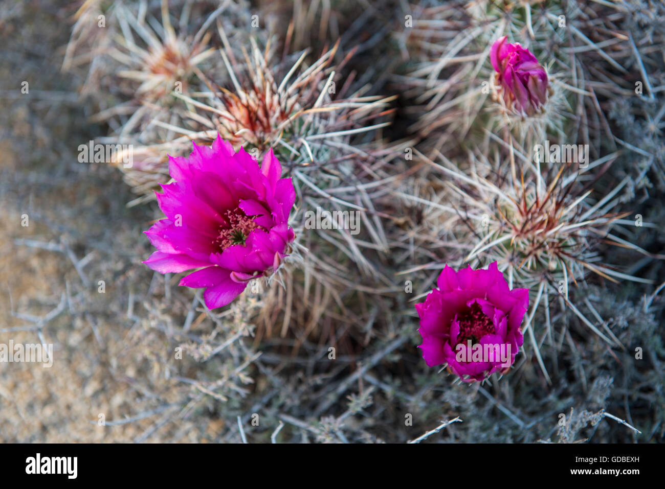 cactus flowers Stock Photo