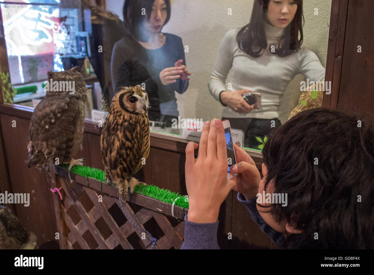 Japanese visitors take pictures of owls in Tokyo owl cafe. Stock Photo