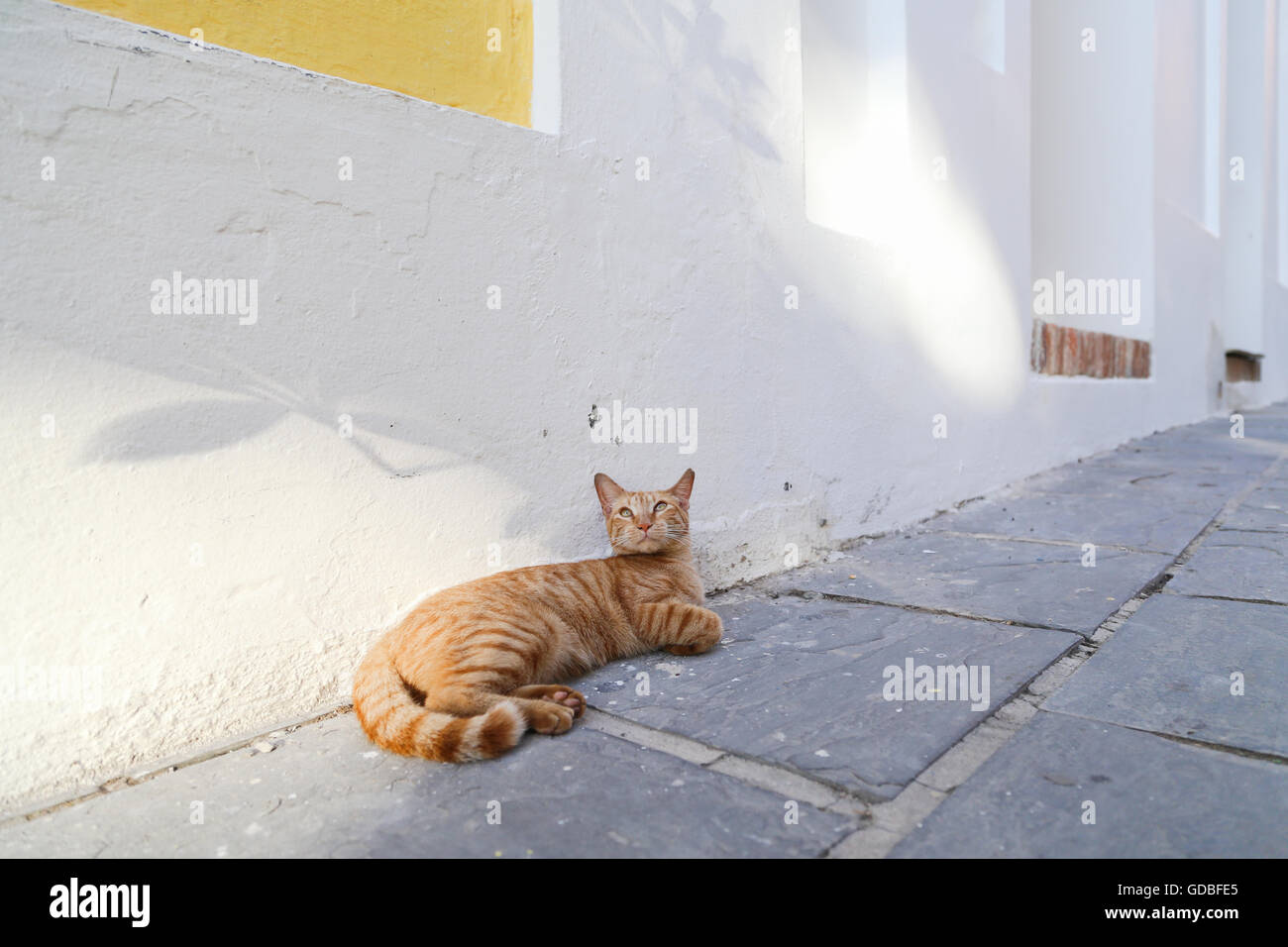 San Juan, Puerto Rico. A tubby cat resting against a white stucco wall in the street of Old San Juan district, San Juan, Puerto Rico. Stock Photo