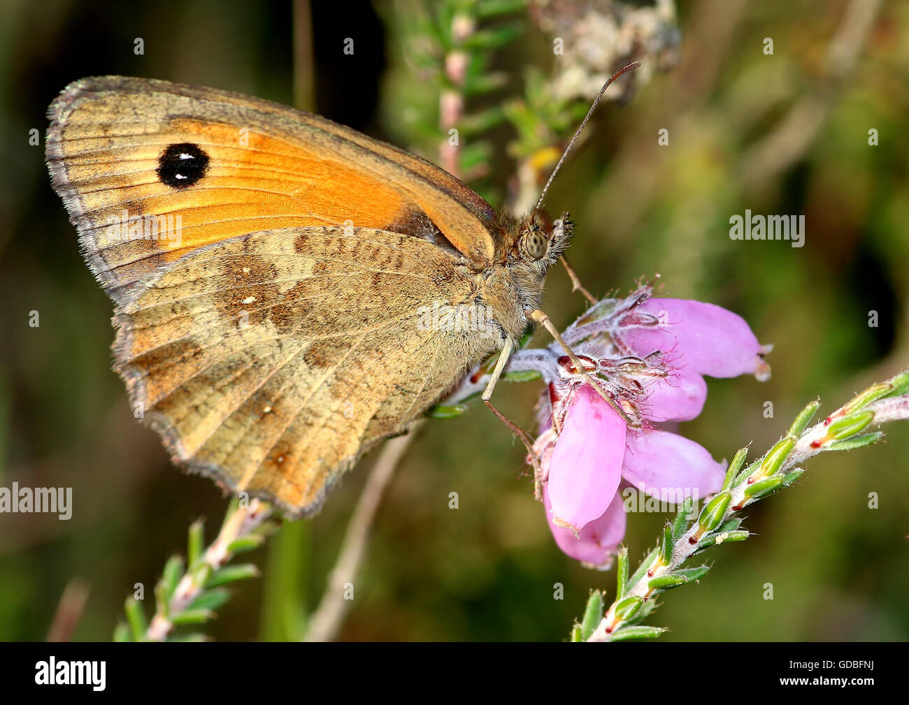 Gatekeeper or Hedge Brown butterfly (Pyronia tithonus) foraging on cross-leaved heath (Erica tetralix ) - ventral view Stock Photo