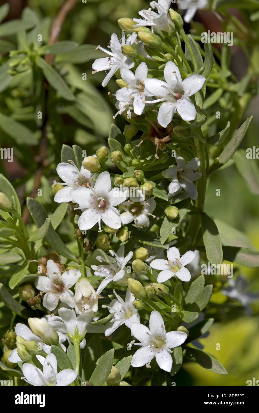 Myoporum parvofolium flowers and leaves Stock Photo