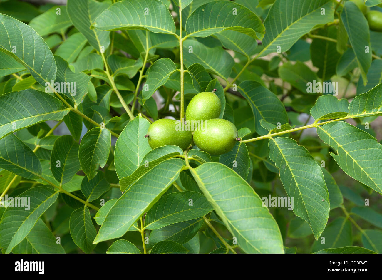 walnut on the tree Stock Photo - Alamy