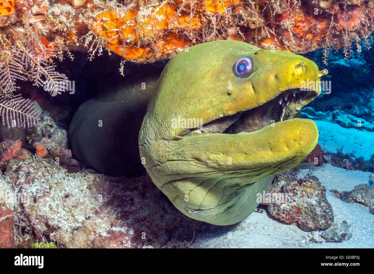 Green Moray - Stock Image
