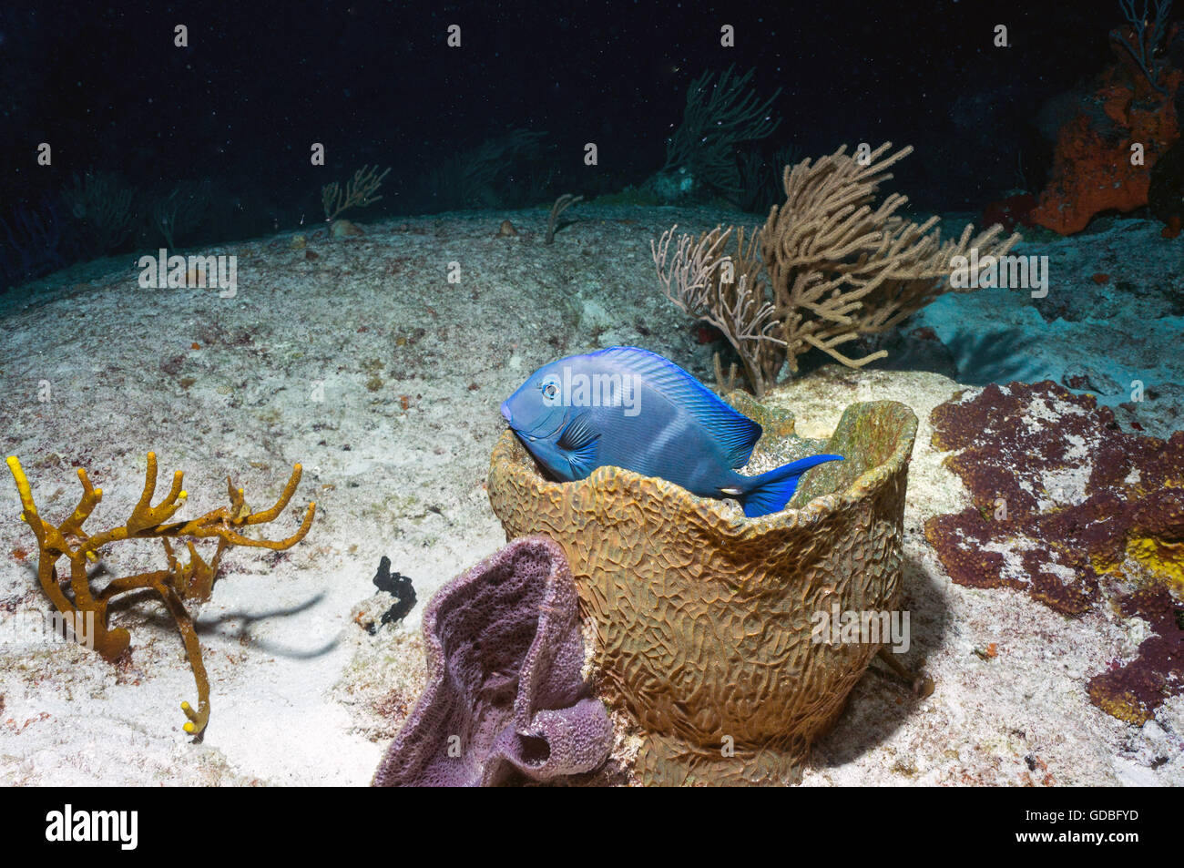 Blue Tang sleeping in a sponge - Stock Image