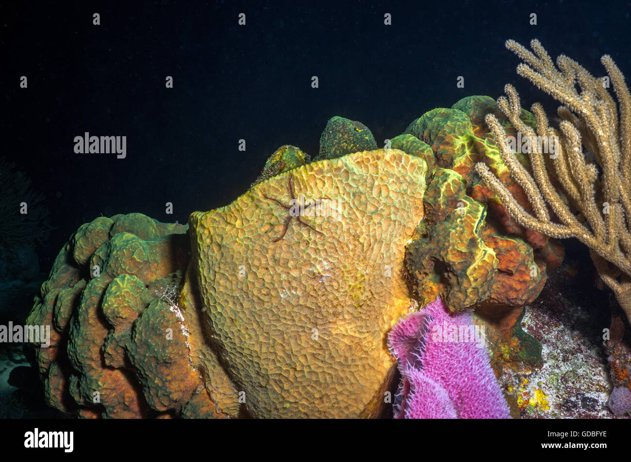 A Brittlestar checking out a group of sponges Stock Photo