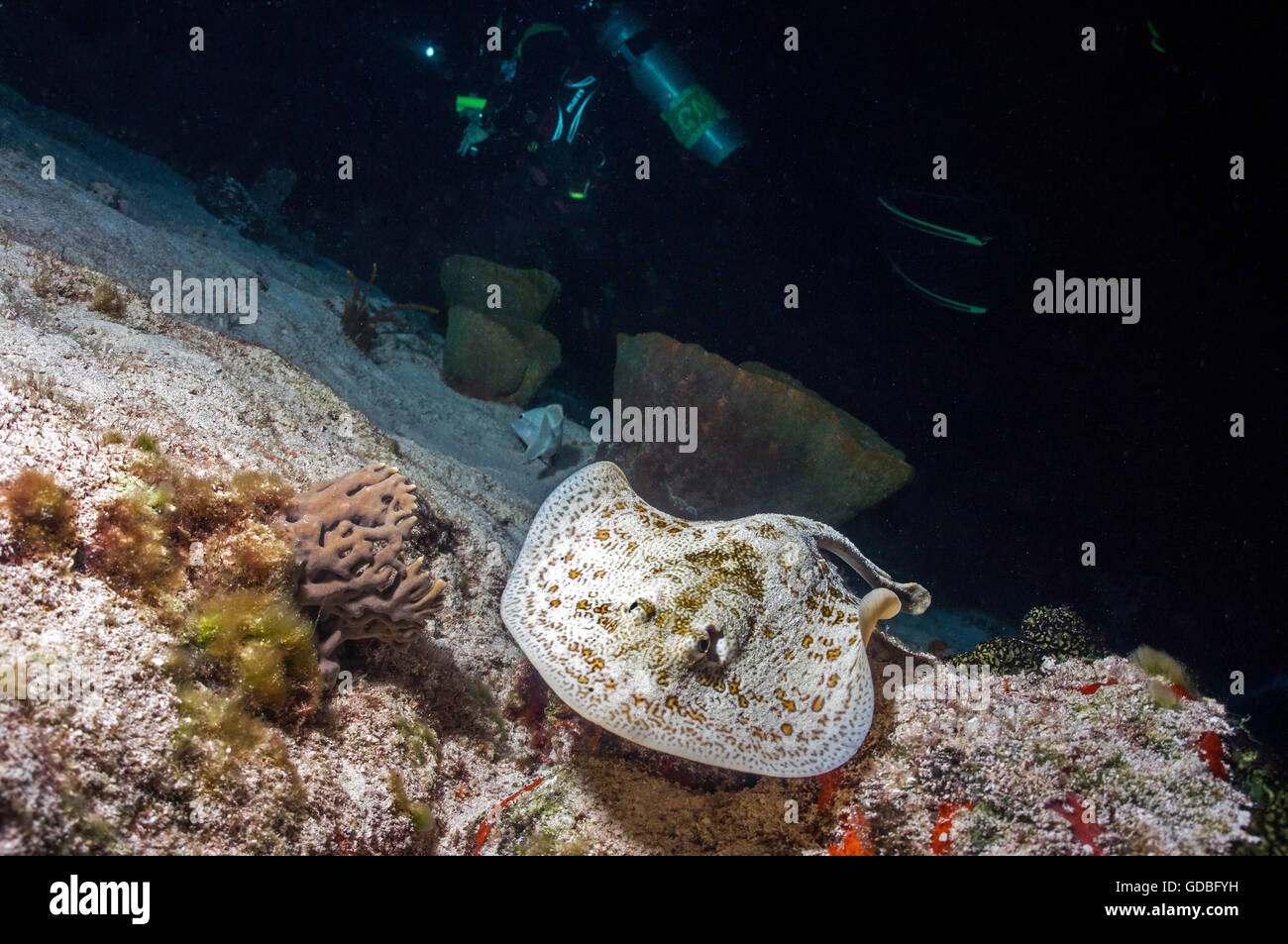 A Yellow Stingray glides over the reef - Stock Image