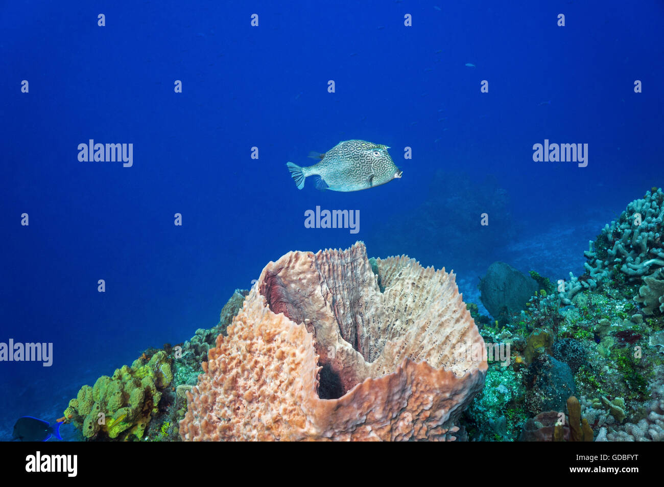 A Honeycomb Cowfish over a basket sponge - Stock Image