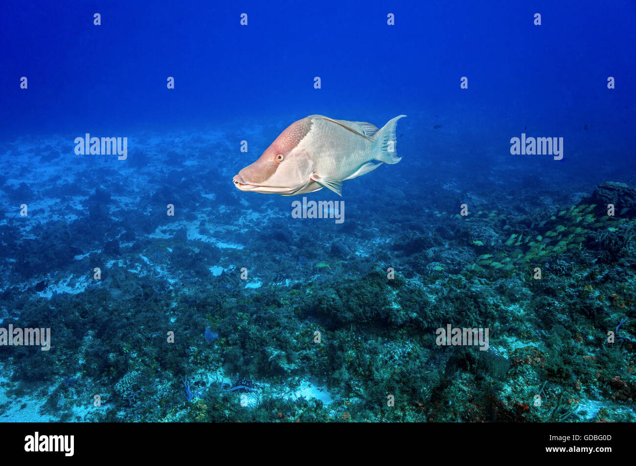A large Hogfish swims over the reef Stock Photo