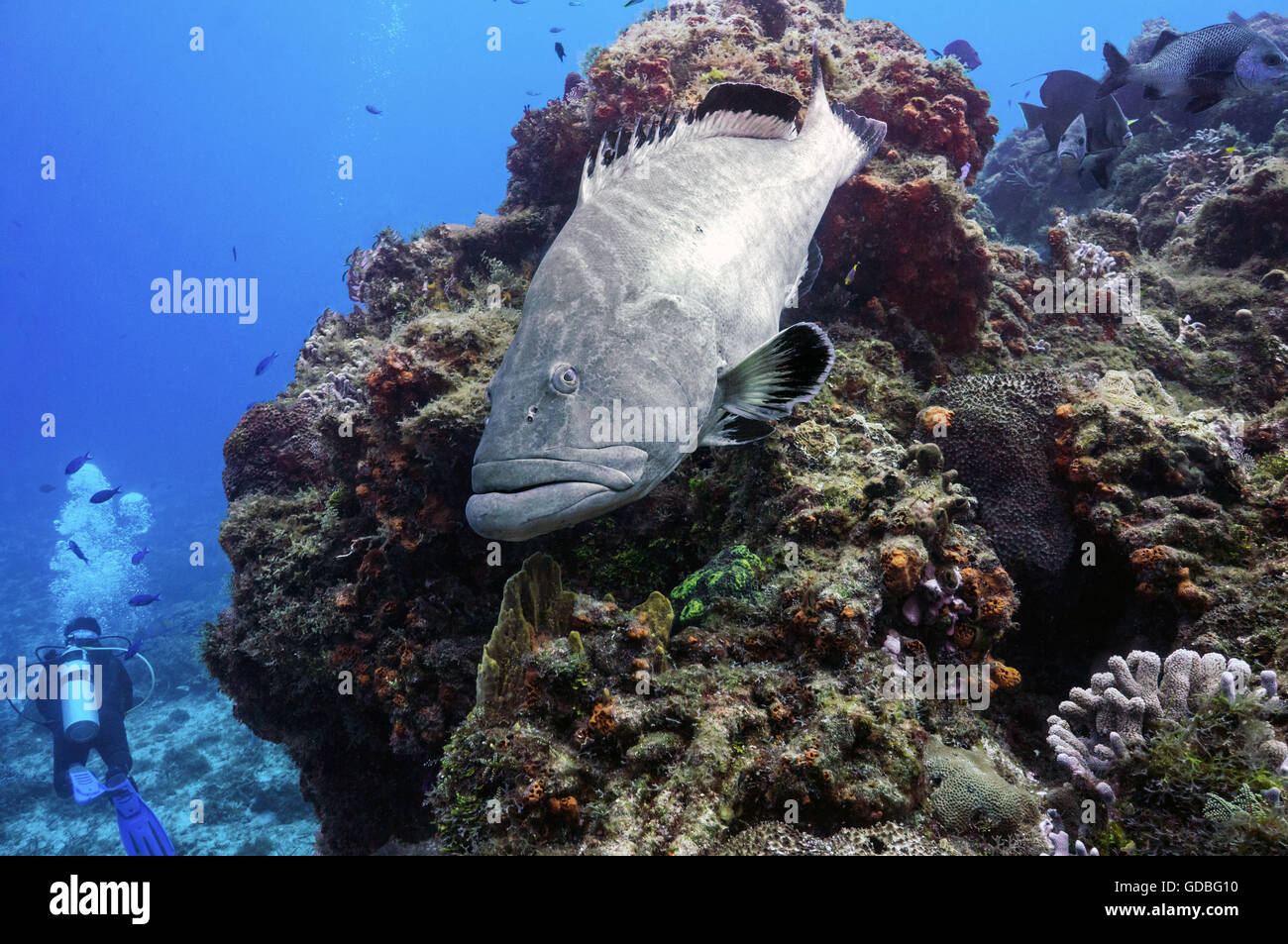 Black Grouper getting cleaned - Stock Image