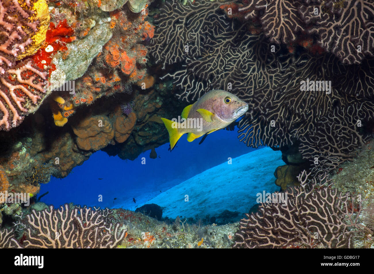 Schoolmaster Snapper - Stock Image