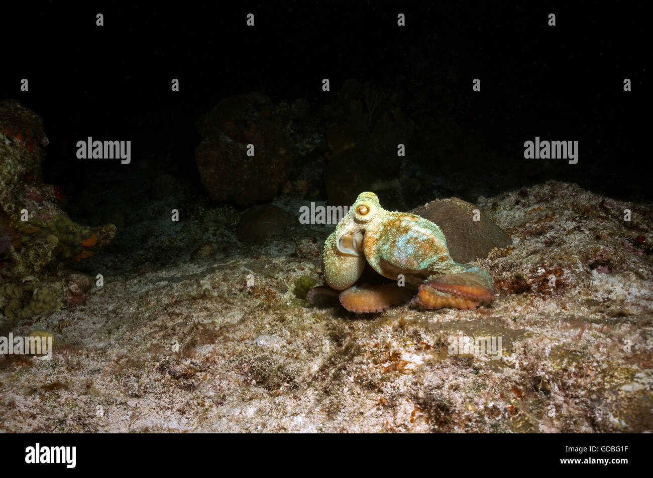 Caribbean Reef Octopus Stock Photo