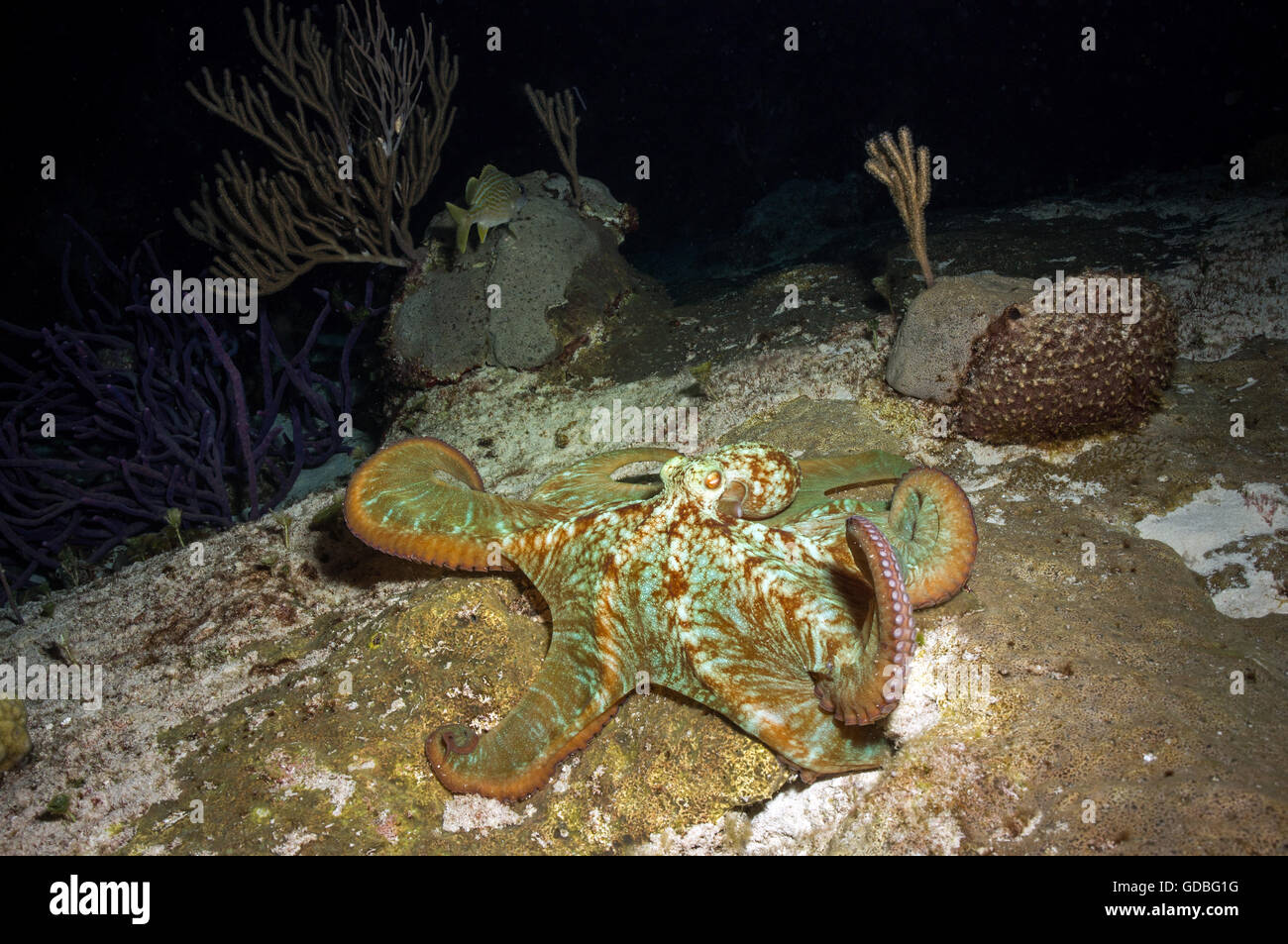 Caribbean Reef Octopus - Stock Image