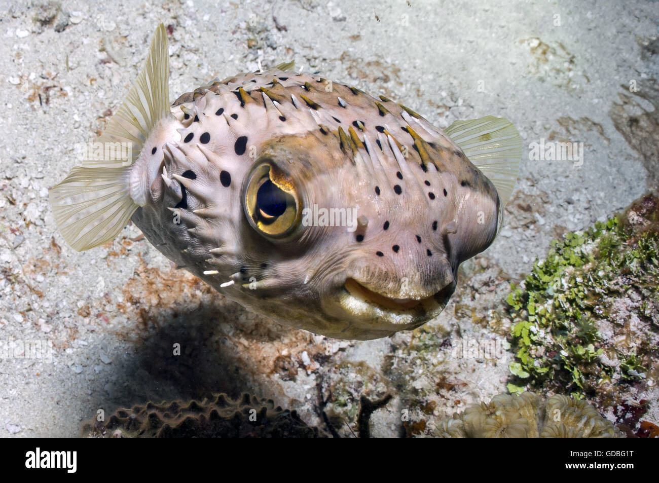 Balloonfish - Stock Image