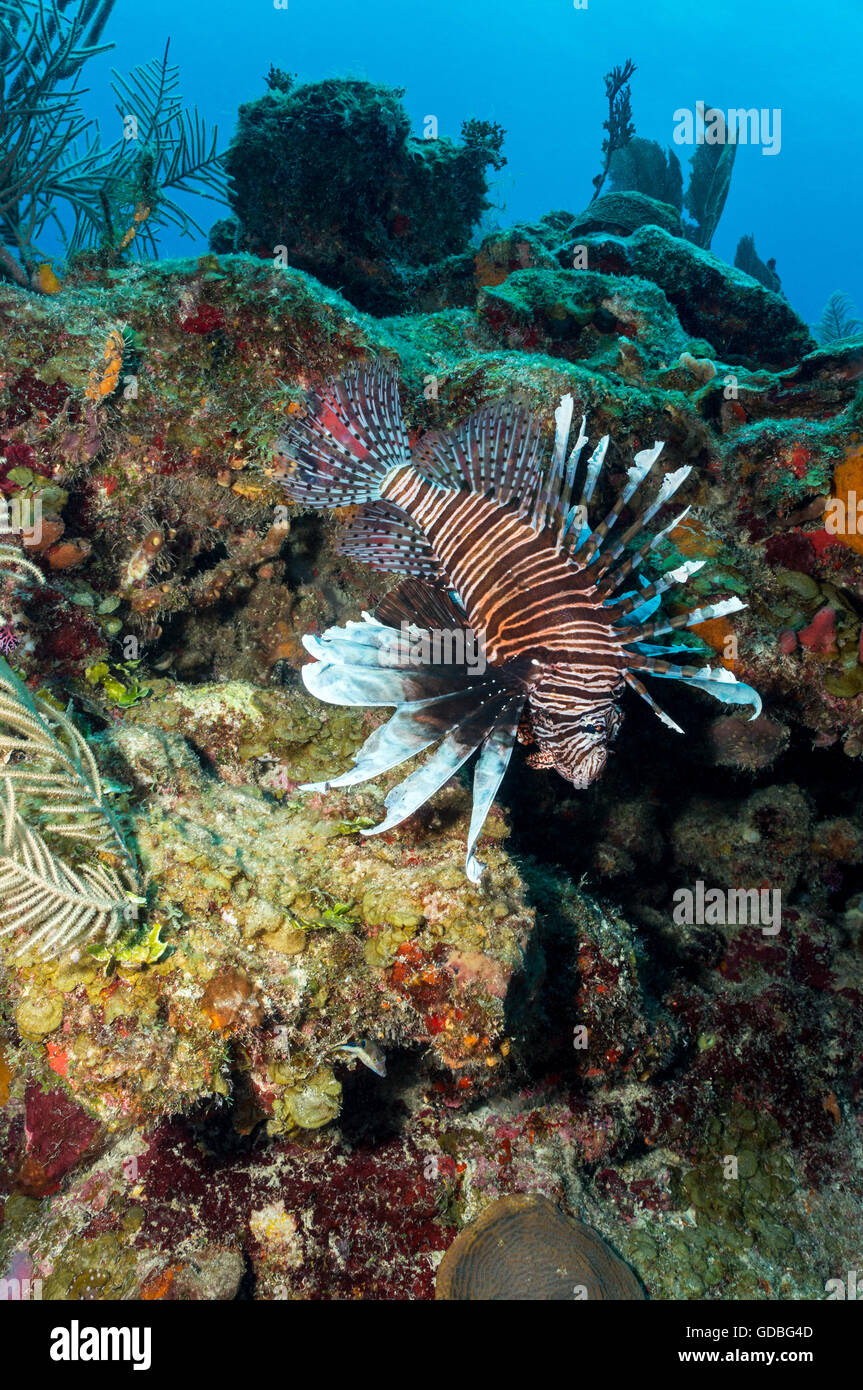 Lionfish heading down the reef. - Stock Image