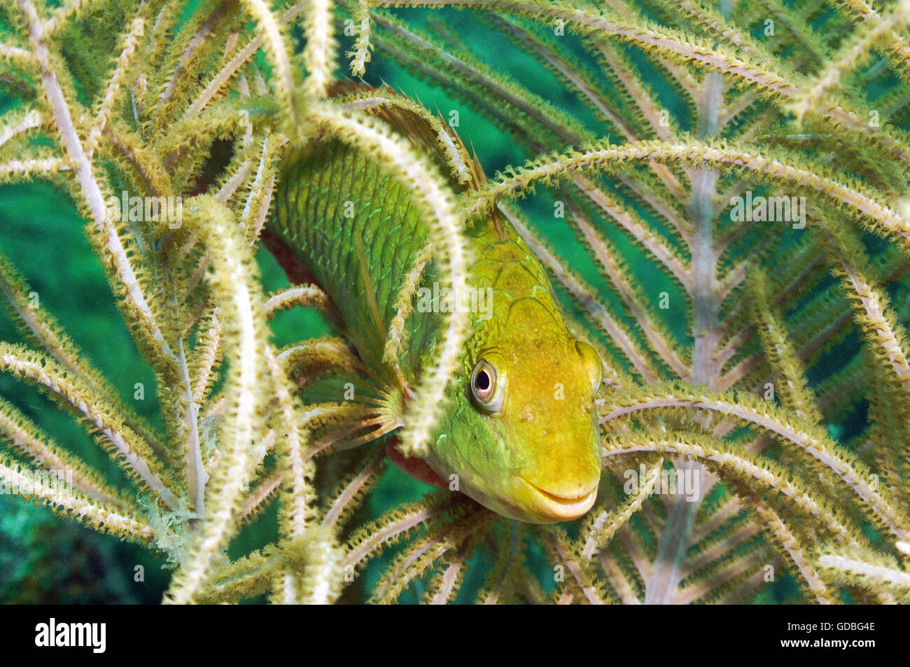 Unknown species; probably a juvenile parrotfish. - Stock Image