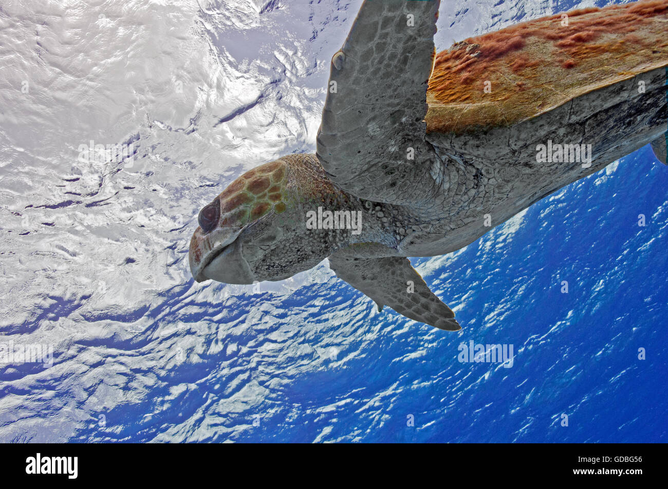 Loggerhead Turtle going for a breath Stock Photo