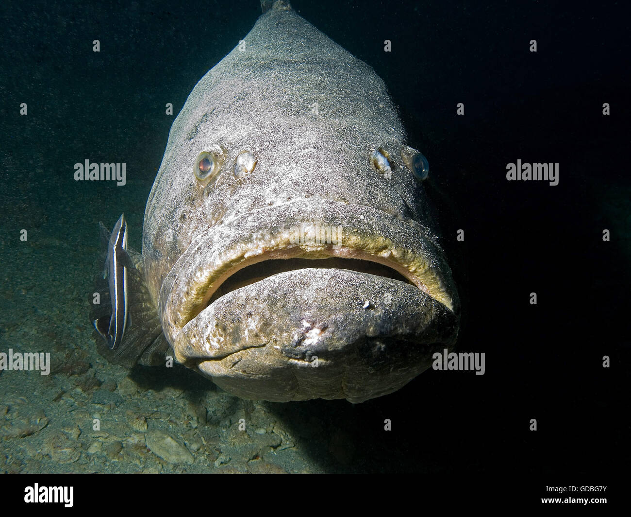 Goliath Grouper being cleaned by remora - Stock Image