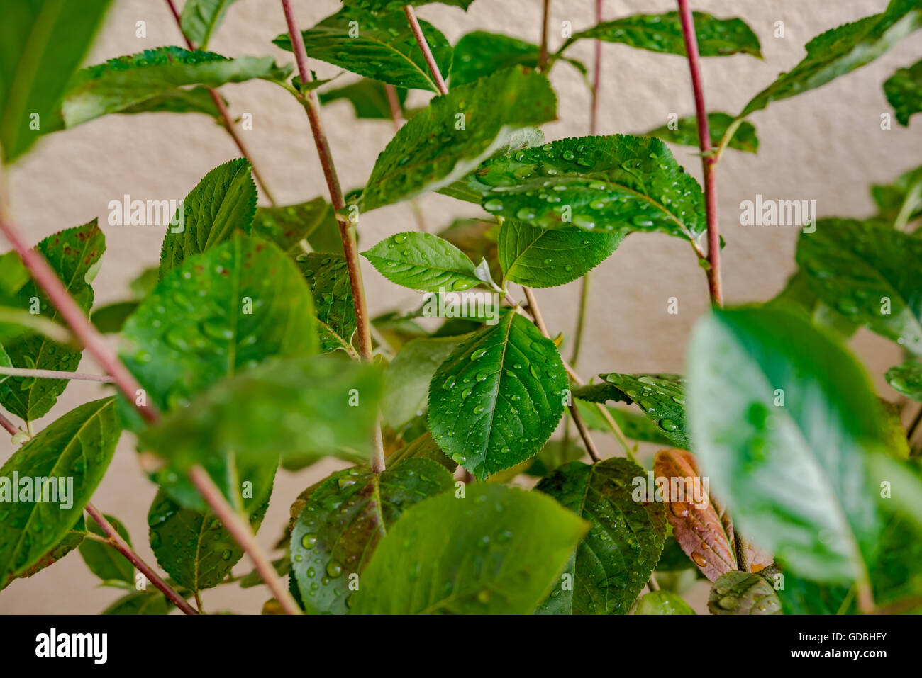 Chokeberry plant with leaves Stock Photo