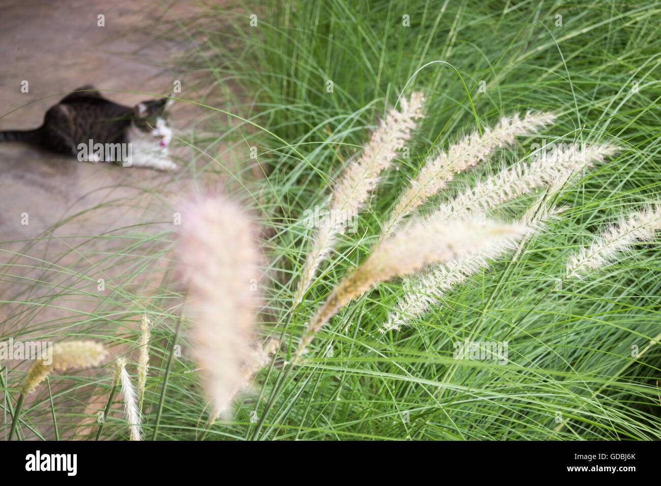 Grass flower background in nature hi-res stock photography and images ...