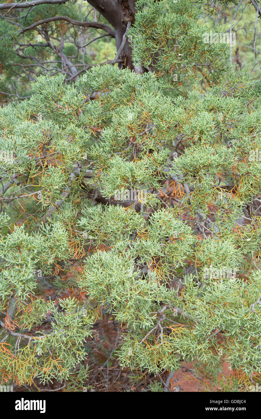 Arizona cypress along Wilson Canyon Trail, Coconino National Forest, Arizona Stock Photo