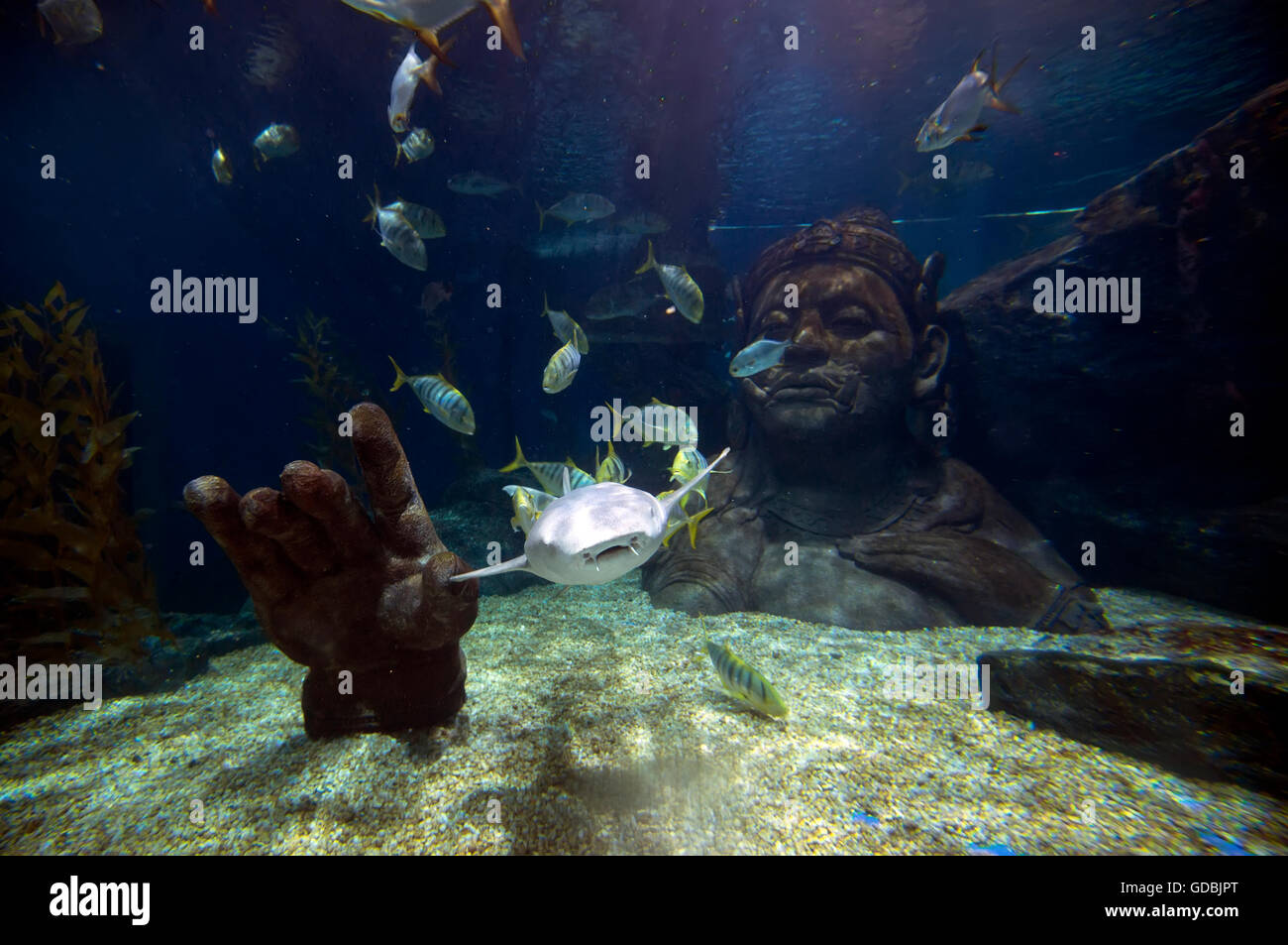 Interior of the Siam Ocean world, Southeast Asia’s largest aquarium
