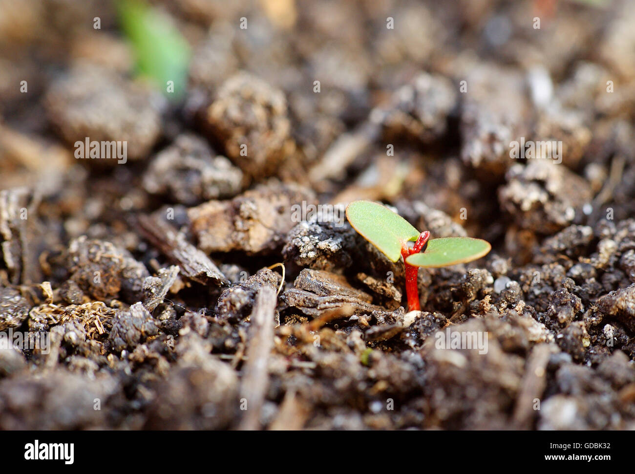 Birth plant hires stock photography and images Alamy