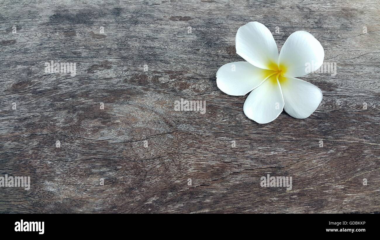 Beautiful white yellow plumeria flower on wooden table Stock Photo
