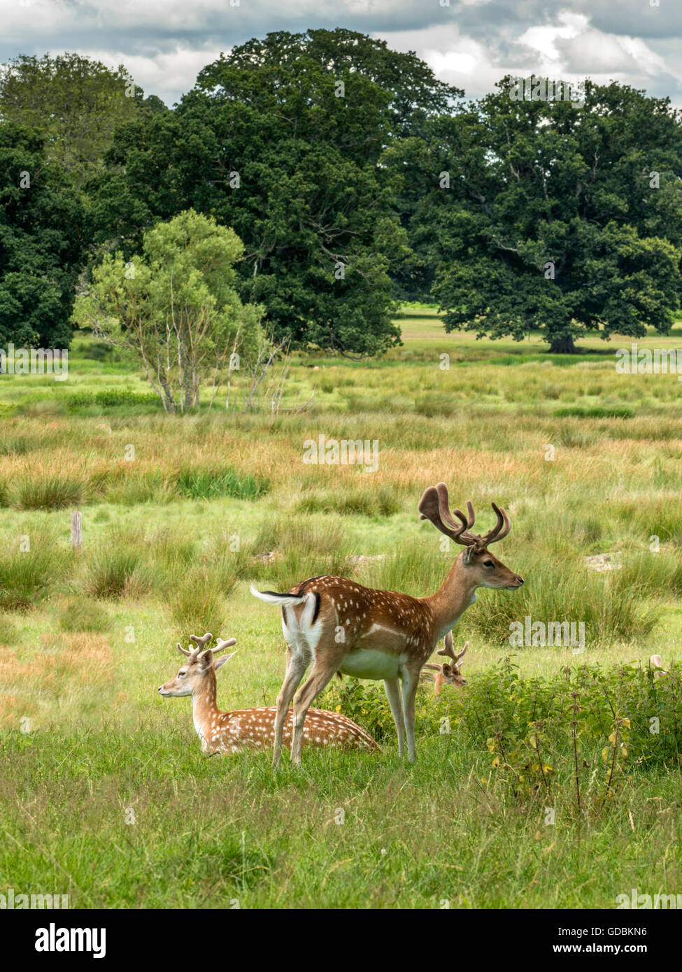 Herd of Fallow Deer (Dama dama), grazing, relaxing and keeping cool in the shade during the July 2016 British, mini heatwave. Stock Photo